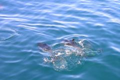 Delfine in Gibraltar