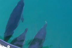 Delfine in Gibraltar1